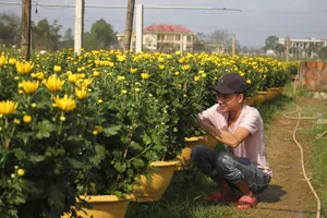 Làng hoa An Lạc hối hả vào vụ tết