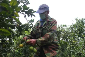 Nông dân Quảng Trị tìm đầu ra cho trái cam