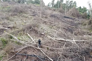 Vụ hơn 18ha rừng ở Quảng Trị bị chặt phá: UBND tỉnh yêu cầu xử lý nghiêm