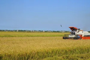 Quảng Trị xuất khẩu lô gạo hữu cơ đầu tiên sang thị trường châu Âu 