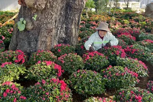 Hoa cảnh được chăm sóc, bố trí rực rỡ trong công viên chuẩn bị đưa vào phục vụ người dân. Ảnh: HOÀNG HÙNG 