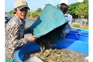 Nỗ lực không để đứt gãy chuỗi sản xuất tôm