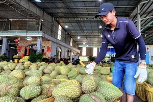 Sầu theo trái sầu riêng