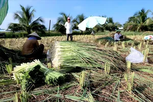 Chuyển đổi cây trồng ở ĐBSCL: Hiệu quả nhưng còn rủi ro