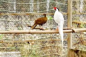 Nuôi động vật hoang dã cần tuân thủ pháp luật