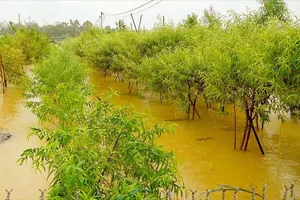 Hà Nội: Người dân bãi bồi chạy lũ, làng đào đứng ngồi không yên