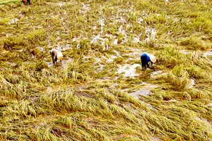 Kiệt sức vì lũ kéo dài