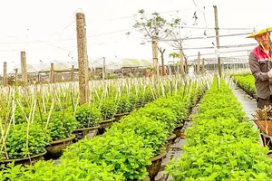 Miền Trung: Canh mưa, trông nắng vụ rau, hoa tết