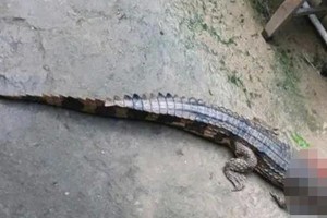 西宁省一条逃出笼子的鳄鱼。