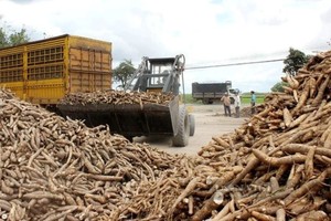 2025年，越南木薯出口额约达13亿美元，使越南成为世界第三大木薯出口国。