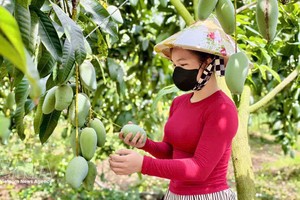 安江省芒果征服多个挑剔市场 。