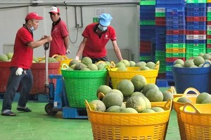 越南Vina T&T集团（位于胡志明市）的柚子正准备出口海外。图：德忠 