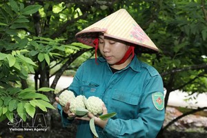 宁平省番荔枝。图自越通社