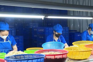 截至2026年10月底，越南腰果仁出口量超过60万吨，出口额超过42亿美元。图片来源：越通社