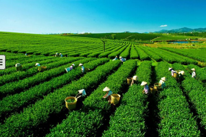 2025年前7个月，茶叶出口量达6万9900吨.