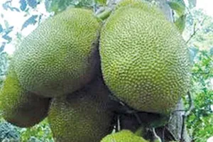 Nhiều nông dân Hậu Giang thu nhập tiền tỷ nhờ mít Thái