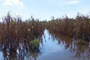 Hơn 100ha mía chết vì lũ, dân trắng tay