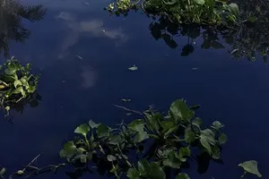 Hậu Giang: Khẩn trương điều tra, xác minh dòng nước đen bất thường