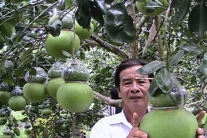 Nhộn nhịp ngày hội Tam nông và sản phẩm làng nghề năm 2019 ở Hậu Giang