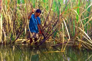 Hậu Giang: Nước dâng cao, hàng loạt liếp mía vàng lá