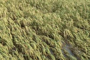 ĐBSCL: Hàng ngàn hécta lúa bị thiệt hại nặng do mưa dông