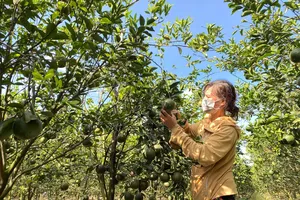 ĐBSCL: Cam sành rớt giá, nhiều nông dân lại chờ “giải cứu” 