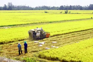 ĐBSCL: Sản lượng lúa đạt gần 24 triệu tấn
