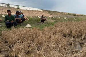 Nông dân ở huyện Long Mỹ, tỉnh Hậu Giang đã nhận được tiền bồi thường khi lúa chết cạnh công trình làm cao tốc