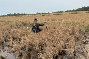 Lúa chết cạnh công trình cao tốc trên địa bàn tỉnh Hậu Giang