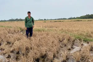 Lúa của nông dân huyện Long Mỹ chết cặp cao tốc Cần Thơ - Cà Mau rất cần rửa mặn để tái canh tác