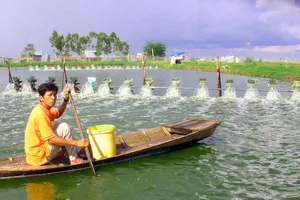 Chất lượng môi trường nước suy giảm, nguy cơ dịch bệnh trên vùng nuôi tôm rất cao