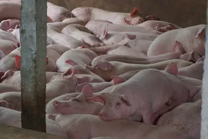 Khu chuồng heo tại cơ sở Dững - Nga