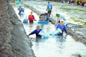 Nông dân xã Lương Tâm, TP Cần Thơ thu hoạch tôm 