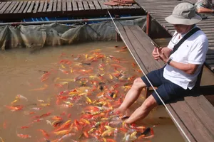 Du khách đang trải nghiệm massage cá tại bè cá Bảy Bon