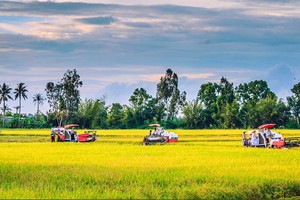 Japanese businesses explore, join high-quality rice development in Mekong Delta