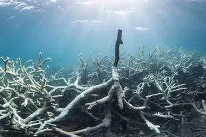 Rạn san hô Great Barrier Reef ở đảo Lizard, Australia bị tẩy trắng