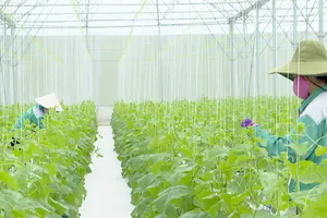 Bình Phước: Ban hành kế hoạch phát triển nông nghiệp, nông thôn bền vững