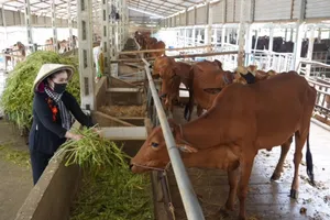 Trang trại nuôi bò kết hợp nuôi trùn quế  ở xã Phan, huyện Dương Minh Châu, tỉnh Tây Ninh