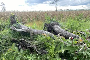 Đề nghị điều tra Công ty 27-7 buông lỏng quản lý  để suy giảm hơn 326ha rừng