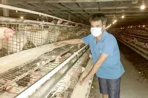 Chăn nuôi “1 cổ 2 kẹp”: Thịt ngoại và doanh nghiệp FDI ép thị phần 