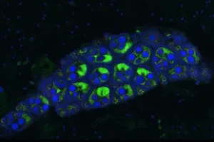 Indonesia thả muỗi vằn Wolbachia chống sốt xuất huyết