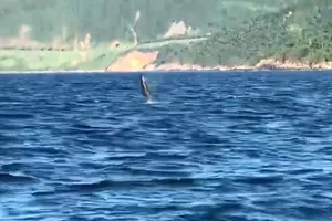Cá heo xuất hiện và bơi nhảy trên mặt biển ở Đà Nẵng