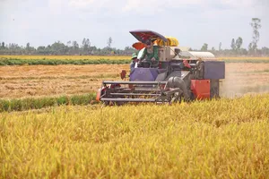 Thu hoạch lúa ở ĐBSCL. Ảnh: NGỌC PHÚC
