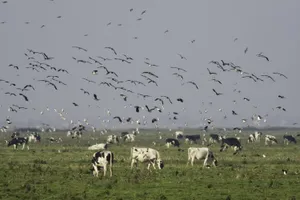 Nguy cơ gia súc nhiễm virus cúm H5N1 từ chim di cư ở Mỹ. Ảnh: EPA