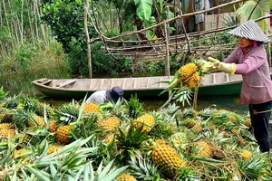 Thu gom, vận chuyển khóm tại vựa khóm ở huyện Tân Phước (Tiền Giang) đưa đi tiêu thụ. Ảnh: NGỌC PHÚC