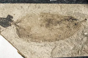 Hóa thạch sinh vật ký sinh có niên đại 160 triệu năm