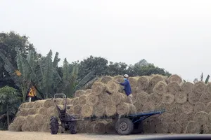 Để phụ phẩm rơm tăng lợi, giảm hại