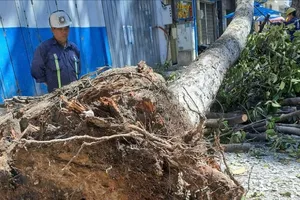 Xây dựng tiêu chuẩn trồng và quản lý cây xanh