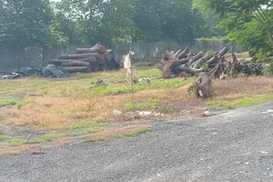 Sau khi bị đốn hạ, gỗ được tập kết về bãi gỗ của Công ty TNHH Xây dựng Môi trường xanh, đường Hồ Văn Tắng, xã Tân Phú Trung, huyện Củ Chi, TPHCM. Ảnh: MINH HẢI