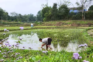Thửa ruộng nhỏ trước nhà - nơi lưu giữ những hoài niệm của một đời người gắn với làng quê